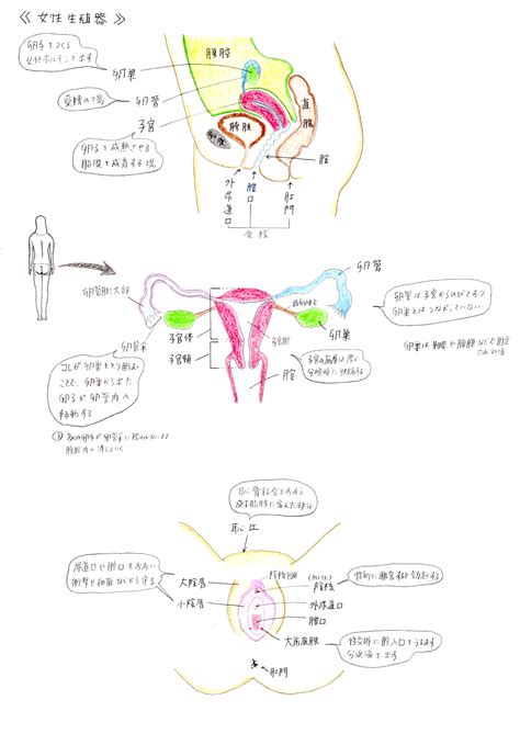 膣 肉 生 陰唇